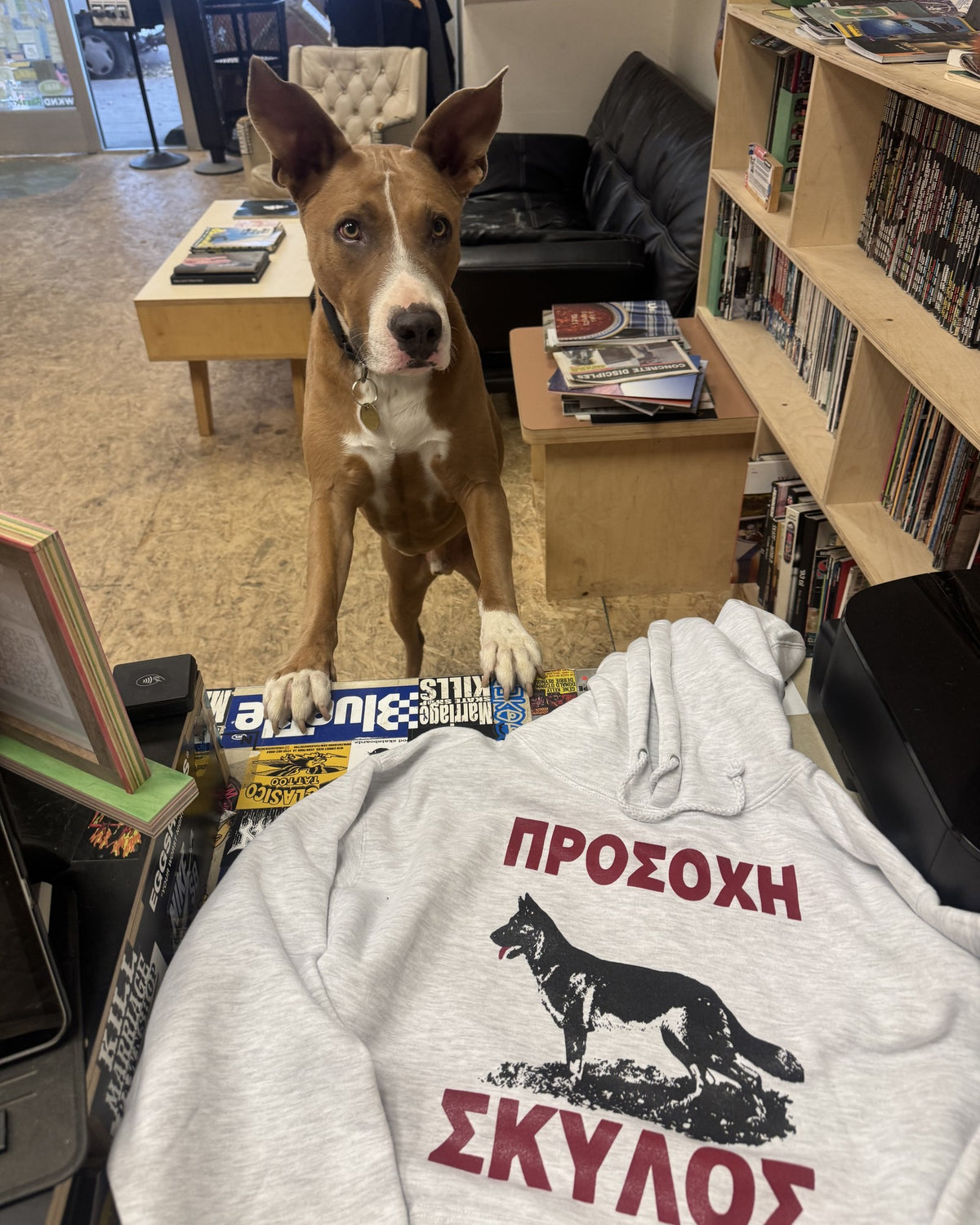 Marriage shop dog standing at the counter behind the ash grey Beware of Dog hoodie