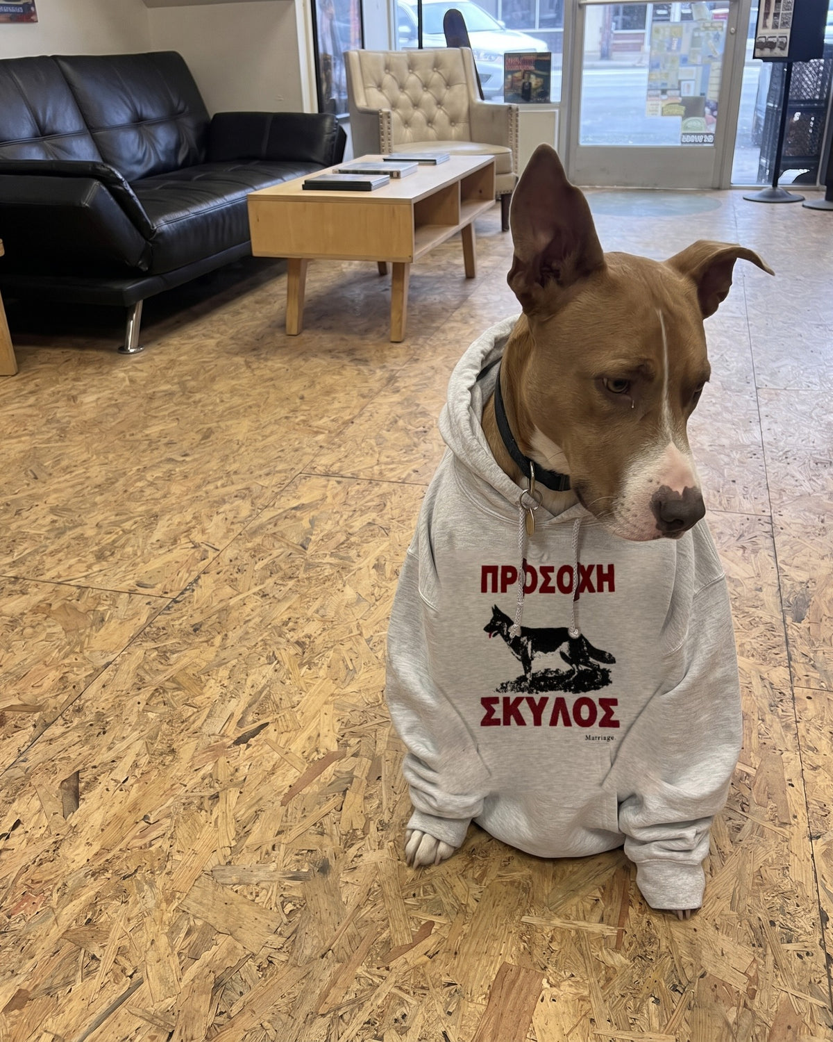 Marriage shop dog sitting in the ash grey Beware of Dog hoodie on the shop floor