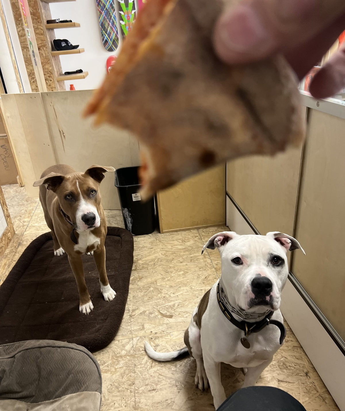 Marriage shop dogs eyeing a slice of pizza in the shop